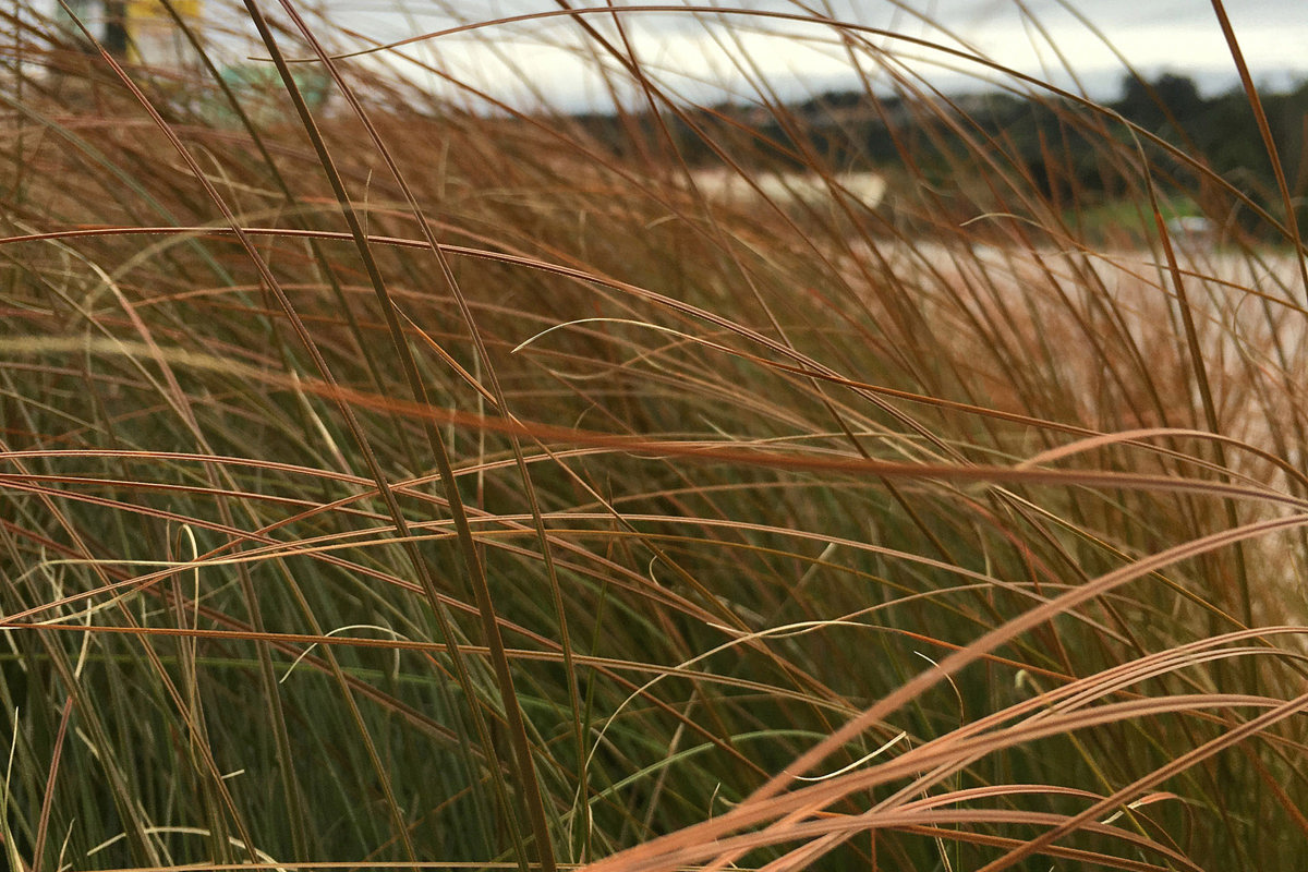 Carex Testacea (1)